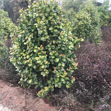茶花