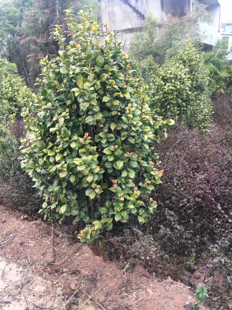 茶花
