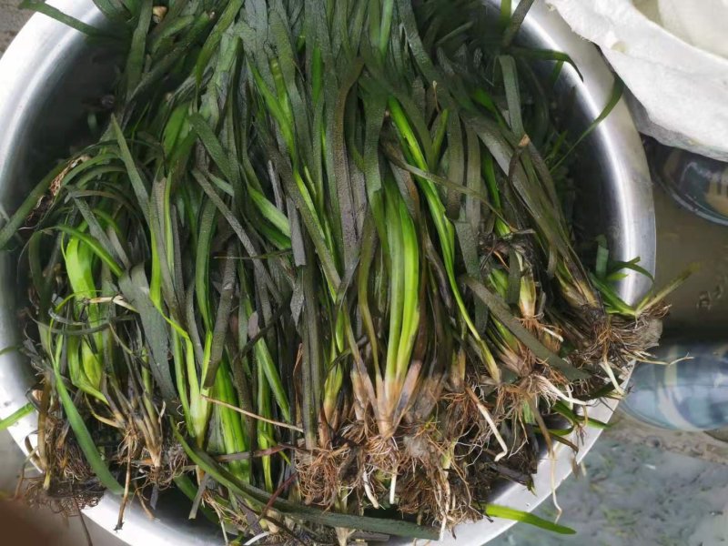 金玉藻金鱼藻基地直销