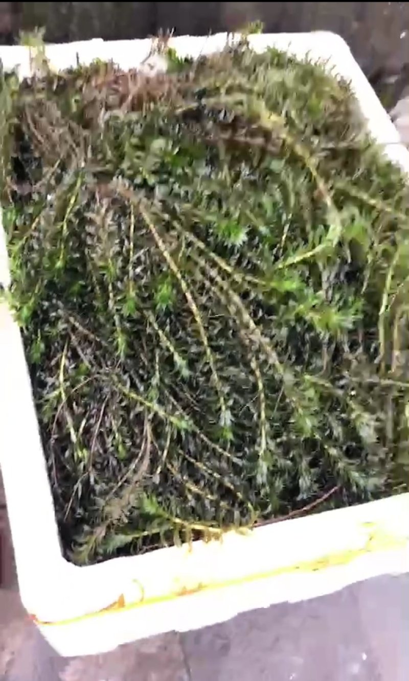 金玉藻金鱼藻基地直销