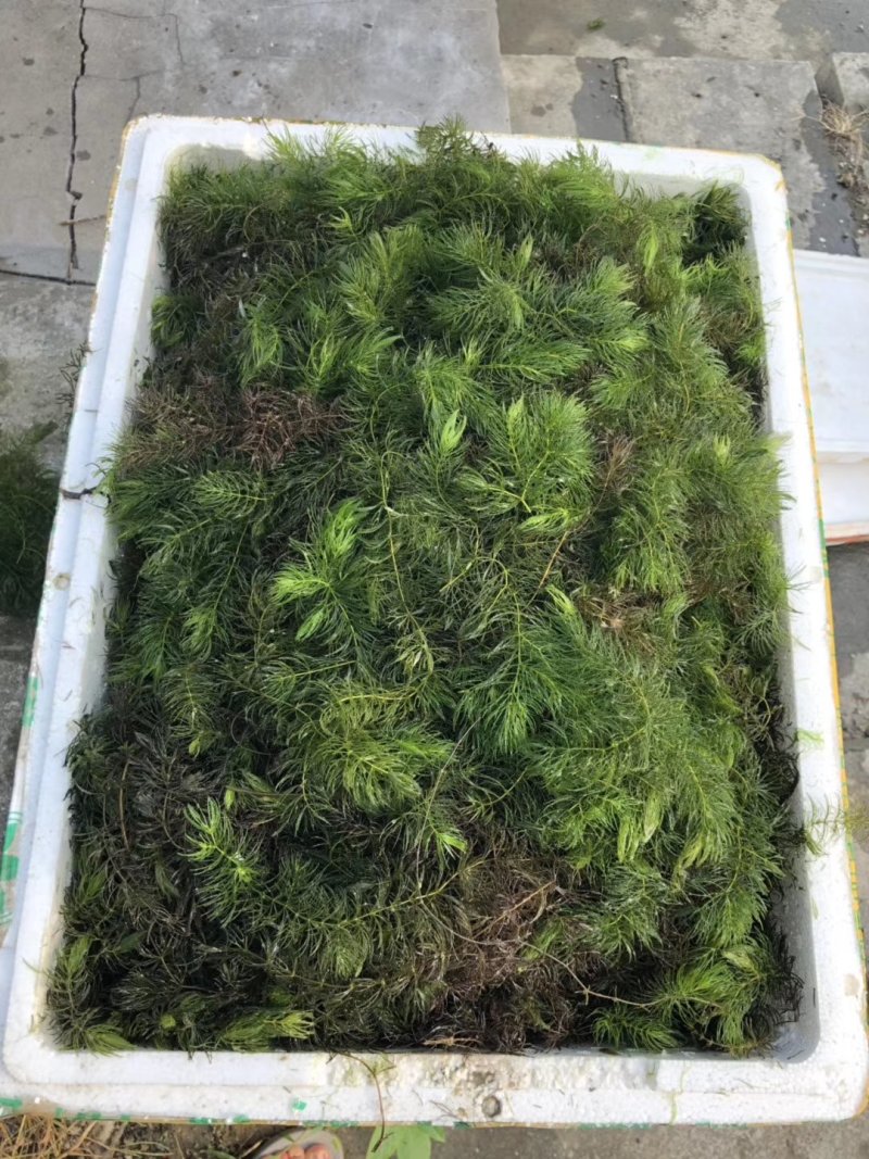 金玉藻金鱼藻基地直销