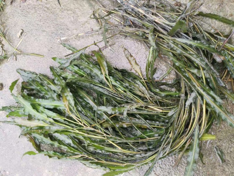 金玉藻金鱼藻基地直销