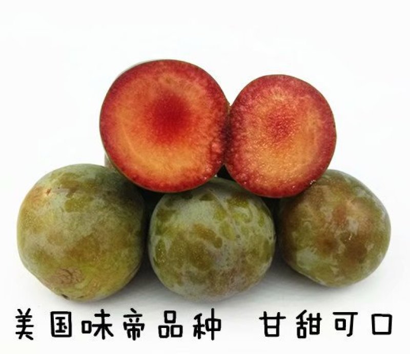 自家苗圃种植李子苗品种齐全