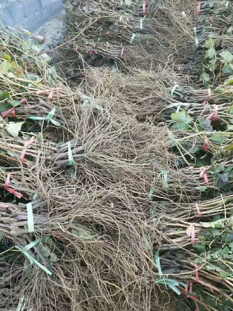 营养杯葡萄苗春季现货规格齐全