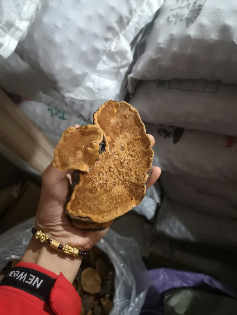 西藏桑黄.正宗一手货源，岩桑黄，全干，新货。