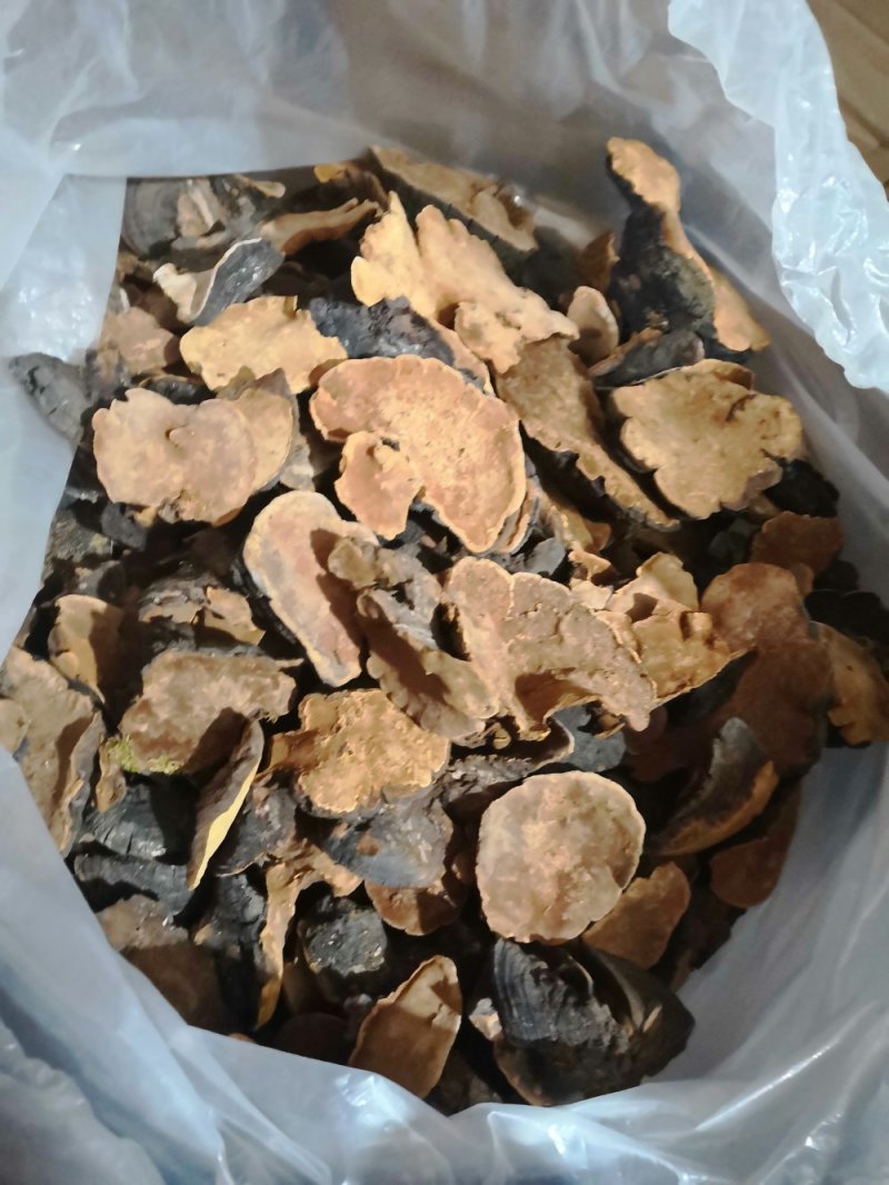 西藏桑黄.正宗一手货源，岩桑黄，全干，新货。