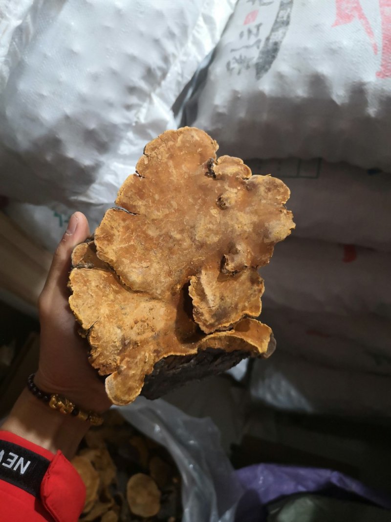 西藏桑黄.正宗一手货源，岩桑黄，全干，新货。