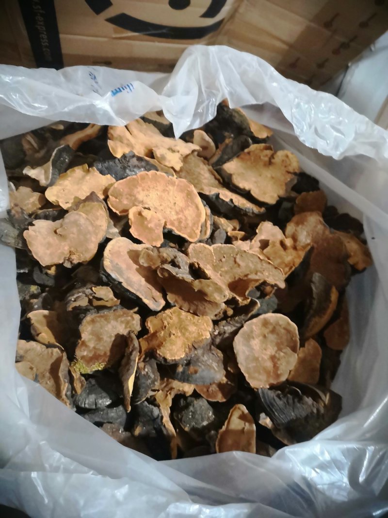 西藏桑黄.正宗一手货源，岩桑黄，全干，新货。