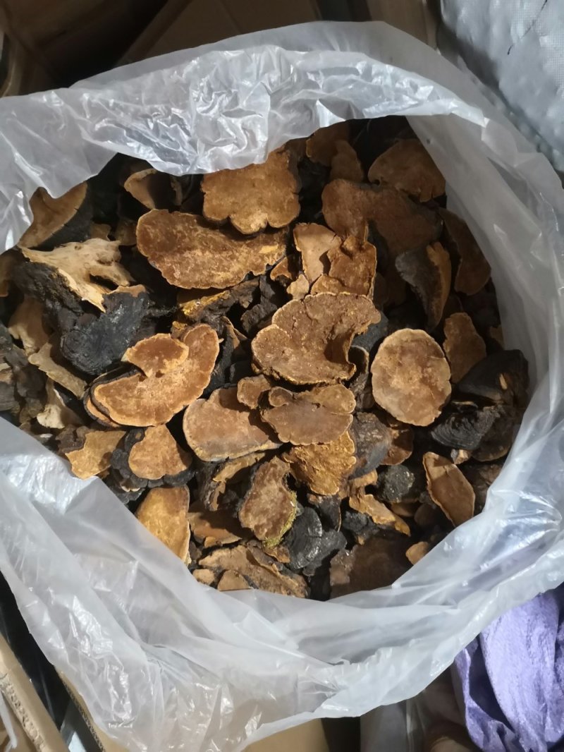 西藏桑黄.正宗一手货源，岩桑黄，全干，新货。
