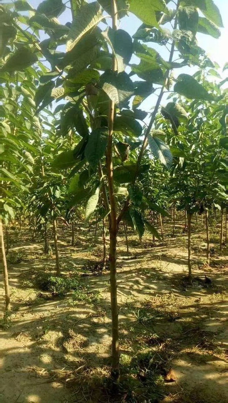 樱桃树品种齐全，规格齐全。