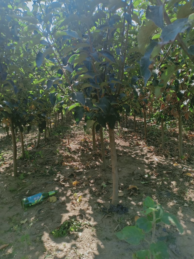 樱桃树品种齐全，规格齐全。