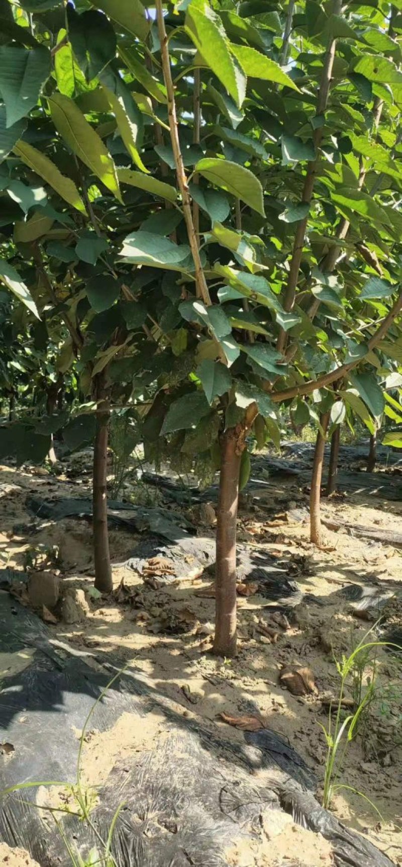 樱桃树品种齐全，规格齐全。