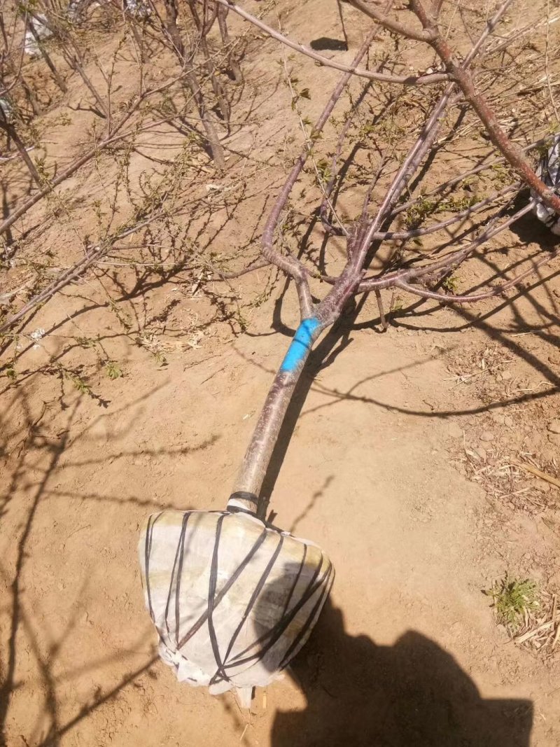 樱桃树品种齐全，规格齐全。