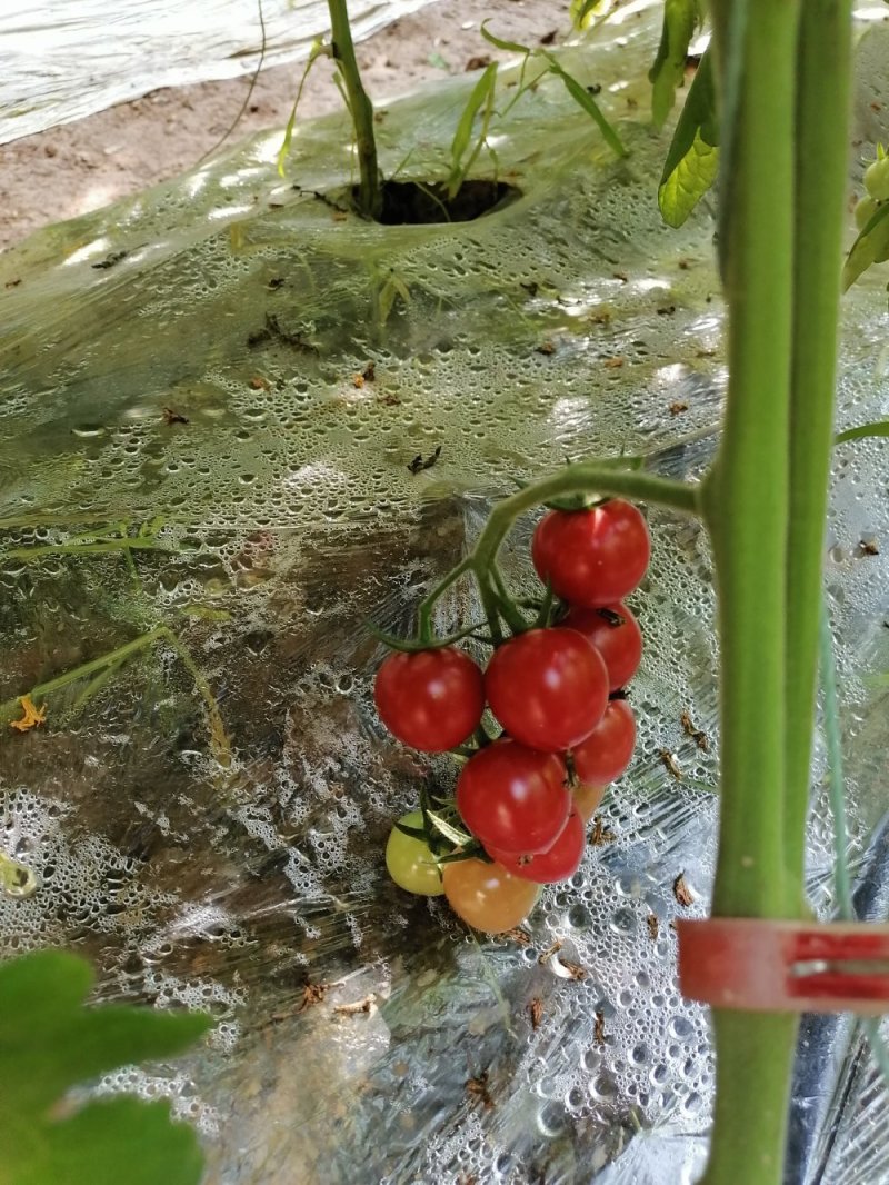 粉贝贝圣女果10g以上，可批发可零售，对接一件代发电商