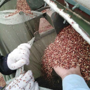 高粱壳出售各种规格高粱壳