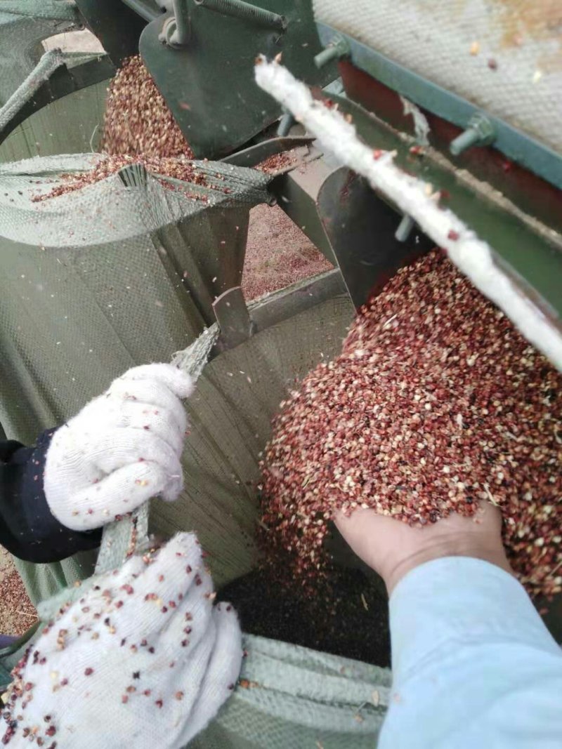 高粱壳出售各种规格高粱壳