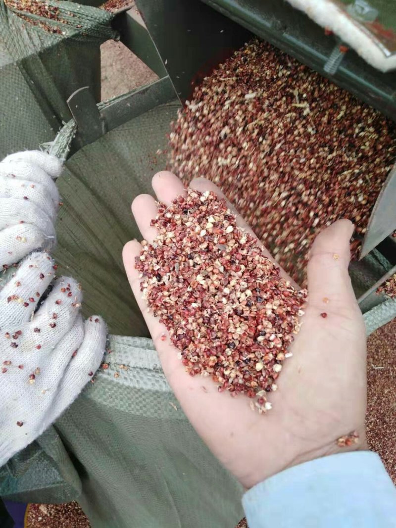 高粱壳出售各种规格高粱壳