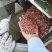 高粱壳出售各种规格高粱壳