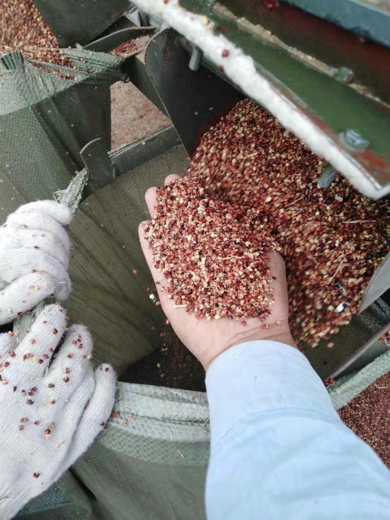 高粱壳出售各种规格高粱壳