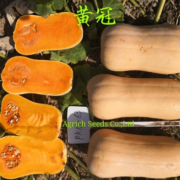 黄冠套娃型黄油南瓜肉质细密甘甜种腔超小