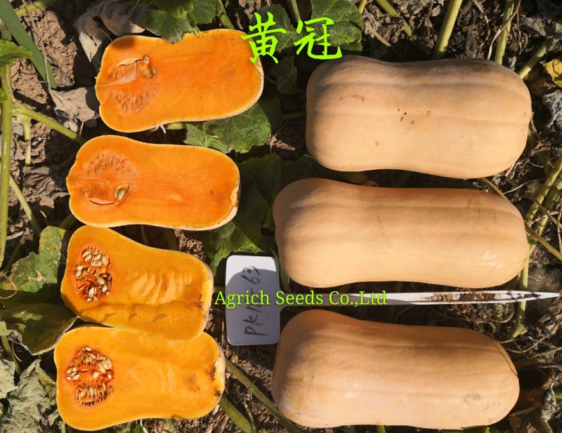 黄冠套娃型黄油南瓜肉质细密甘甜种腔超小