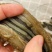 大连特级特纯淡干辽参200头规格泡发15倍