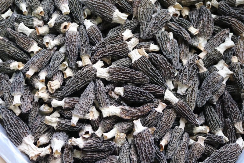 直销批发头茬大号羊肚菌一斤装滋补养生足干香味浓
