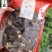 直销批发头茬大号羊肚菌一斤装滋补养生足干香味浓