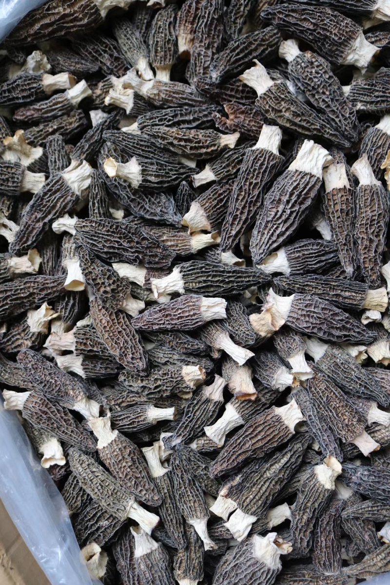直销批发头茬大号羊肚菌一斤装滋补养生足干香味浓