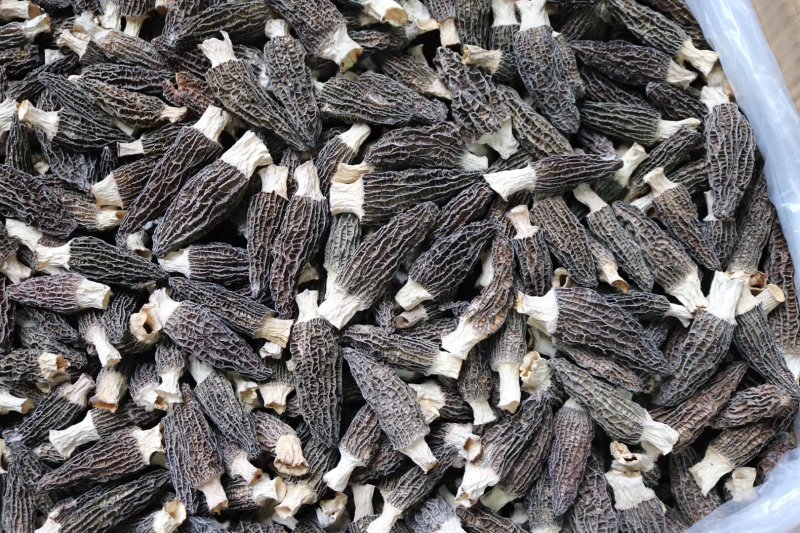 直销批发头茬大号羊肚菌一斤装滋补养生足干香味浓
