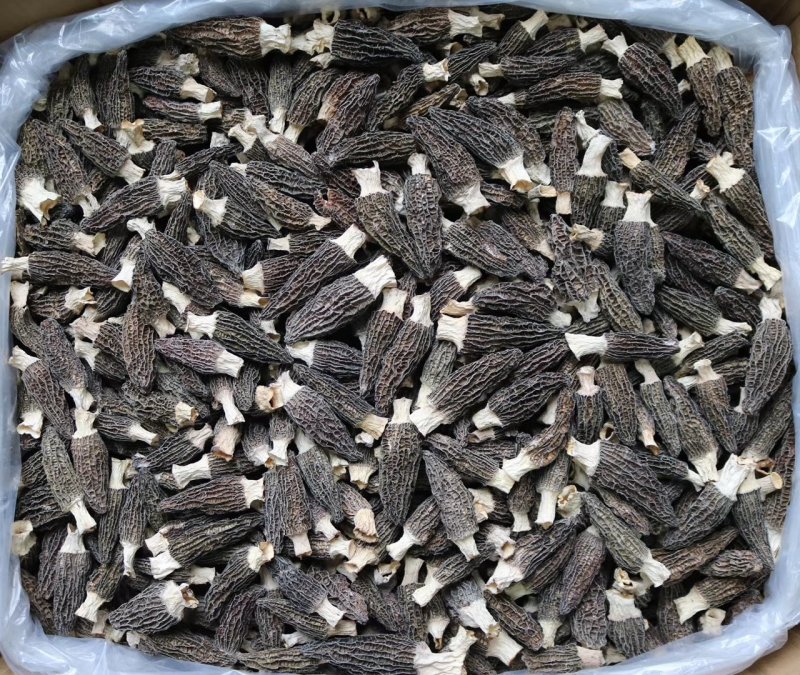 直销批发头茬大号羊肚菌一斤装滋补养生足干香味浓