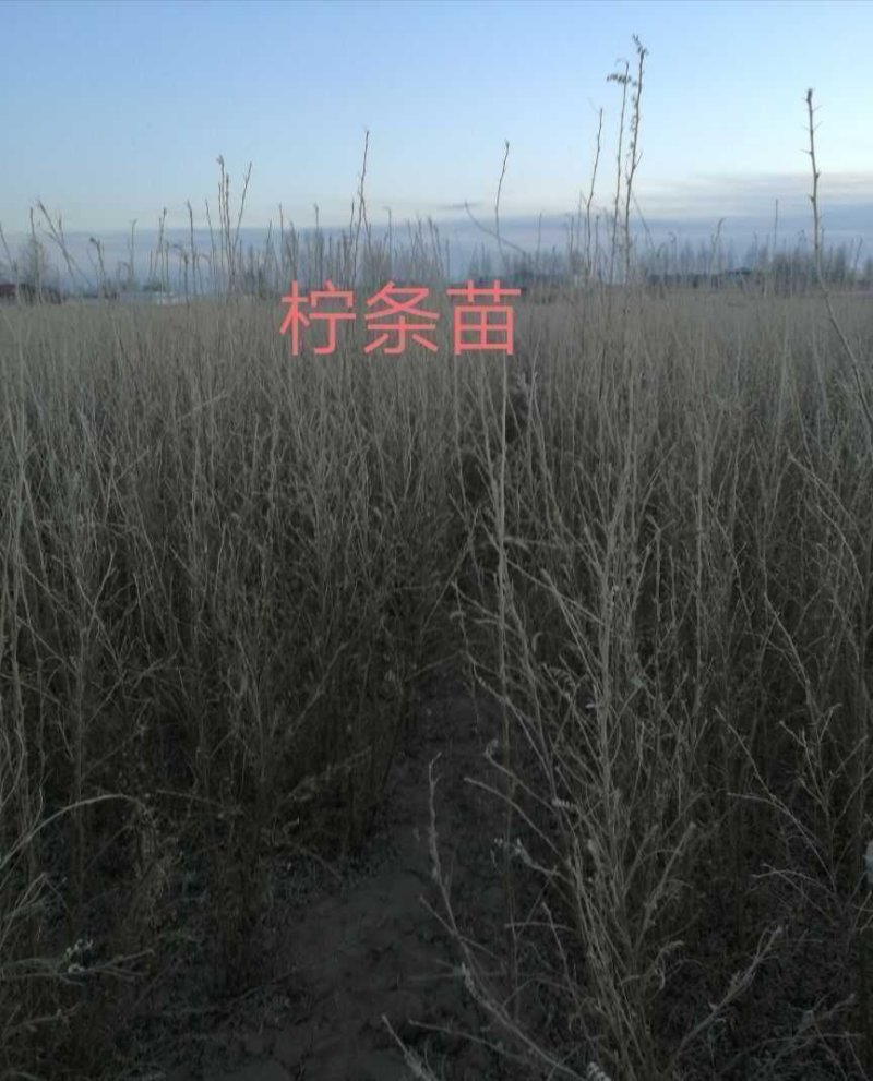 柠条苗_大量现货直供_柠条树苗_柠条小苗