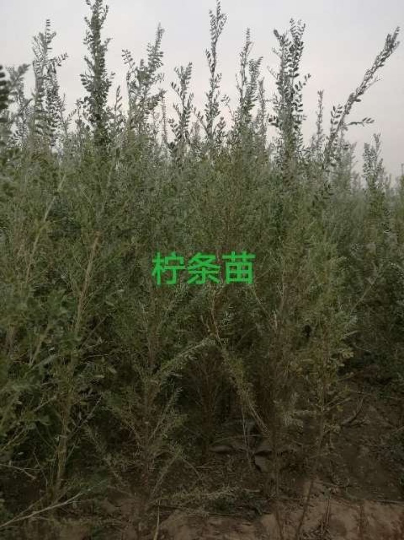 柠条苗_大量现货直供_柠条树苗_柠条小苗