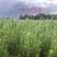 柠条苗_大量现货直供_柠条树苗_柠条小苗