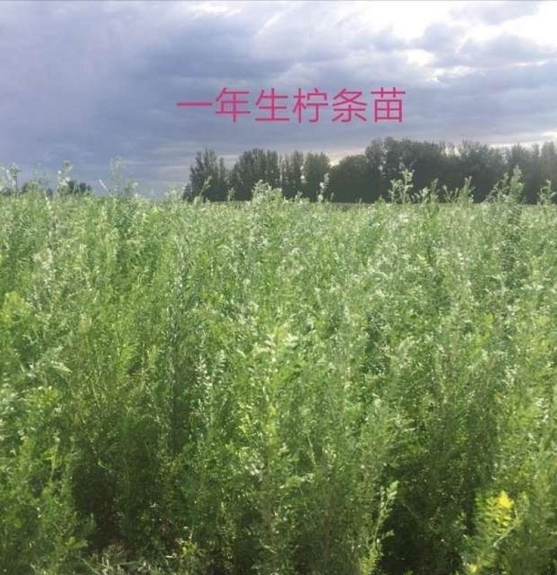 柠条苗_大量现货直供_柠条树苗_柠条小苗