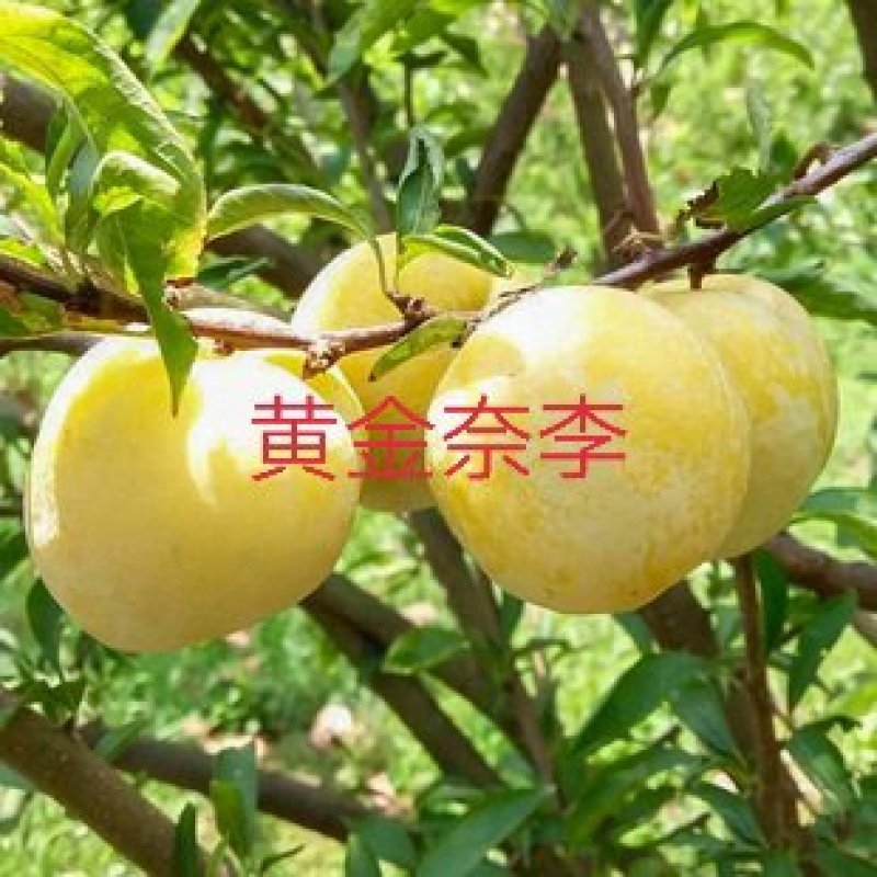 黄金奈李枝条一60元一斤l袋品种纯正、质量保证、售后无忧