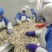 切块平菇速冻平菇基地直供货源充足