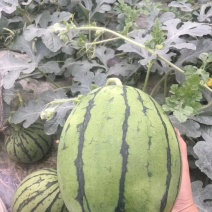 四川早春红玉产地直供量大质优质量保证