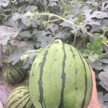 四川早春红玉产地直供量大质优质量保证