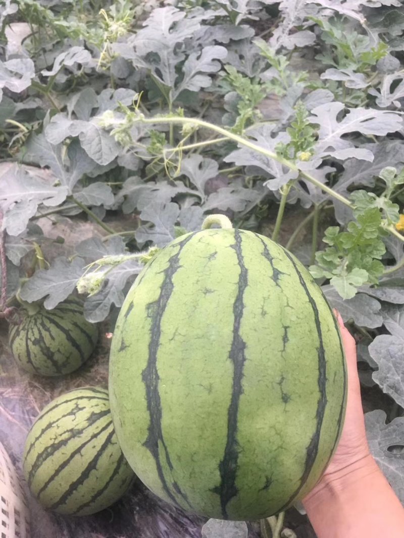 四川早春红玉产地直供量大质优质量保证