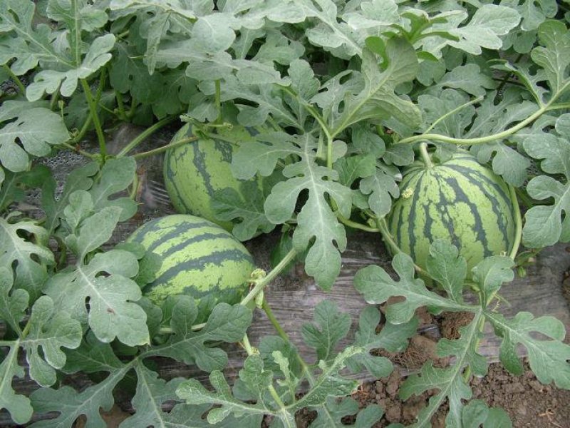 西瓜苗大量预定中…质量好，价格优，信誉有保障