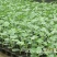 西瓜苗大量预定中…质量好，价格优，信誉有保障