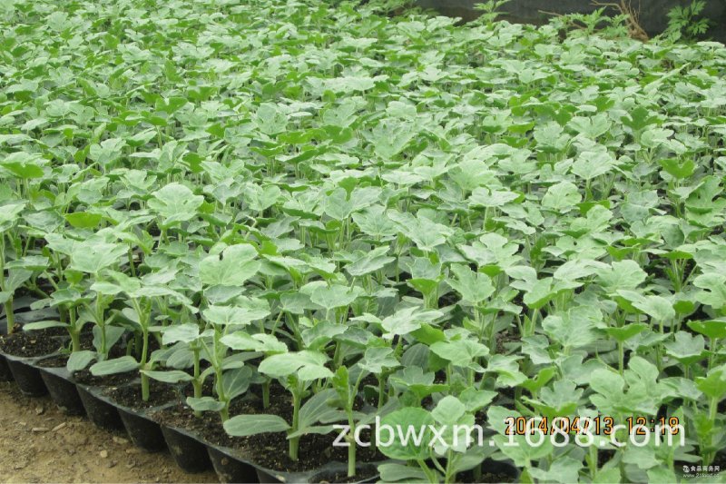 西瓜苗大量预定中…质量好，价格优，信誉有保障