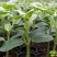 西瓜苗大量预定中…质量好，价格优，信誉有保障