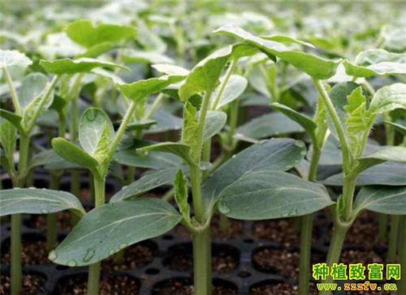 西瓜苗大量预定中…质量好，价格优，信誉有保障