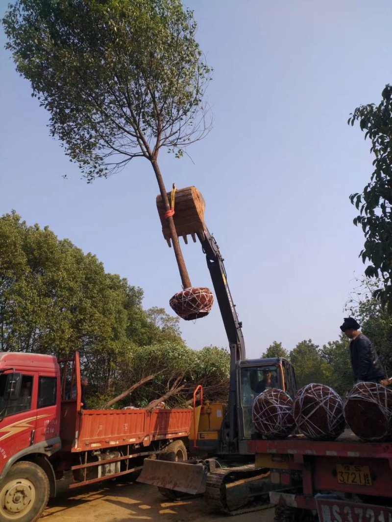 香樟苗，香樟树苗，樟树，批发零售，2株起发2到8公分包邮