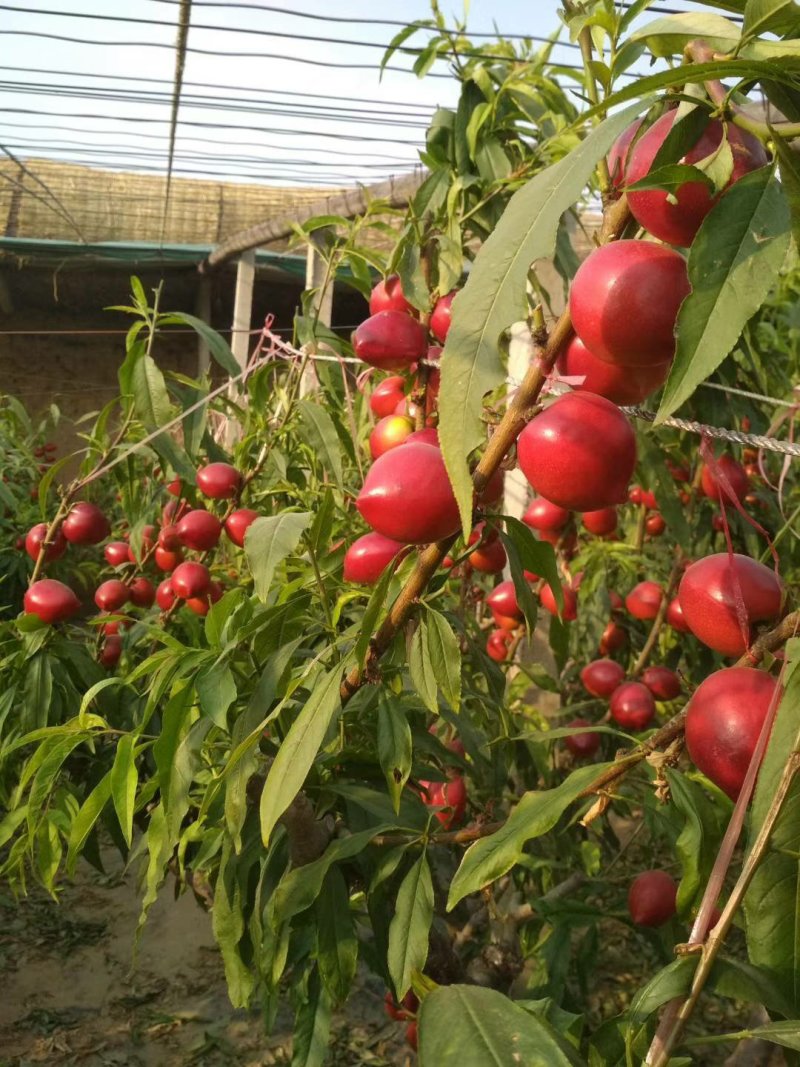 油桃，中油四号，温室油桃，大棚油桃，包装齐全，货发全国。