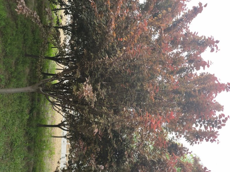 紫叶李