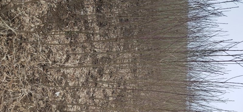 桃苗