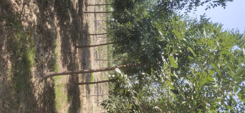 老白蜡
